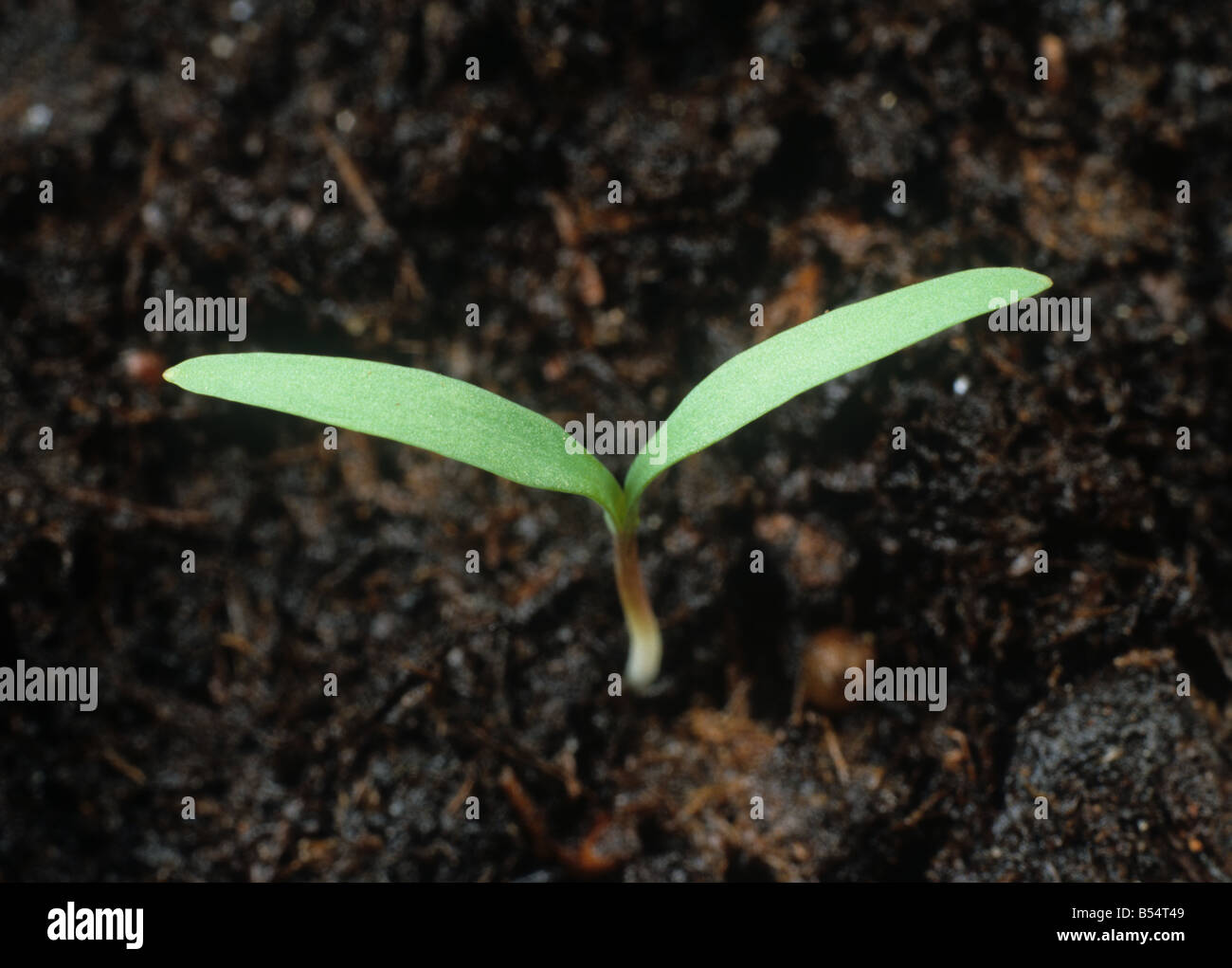 Fumitory Fumaria officinalis seedling cotyledons only Stock Photo