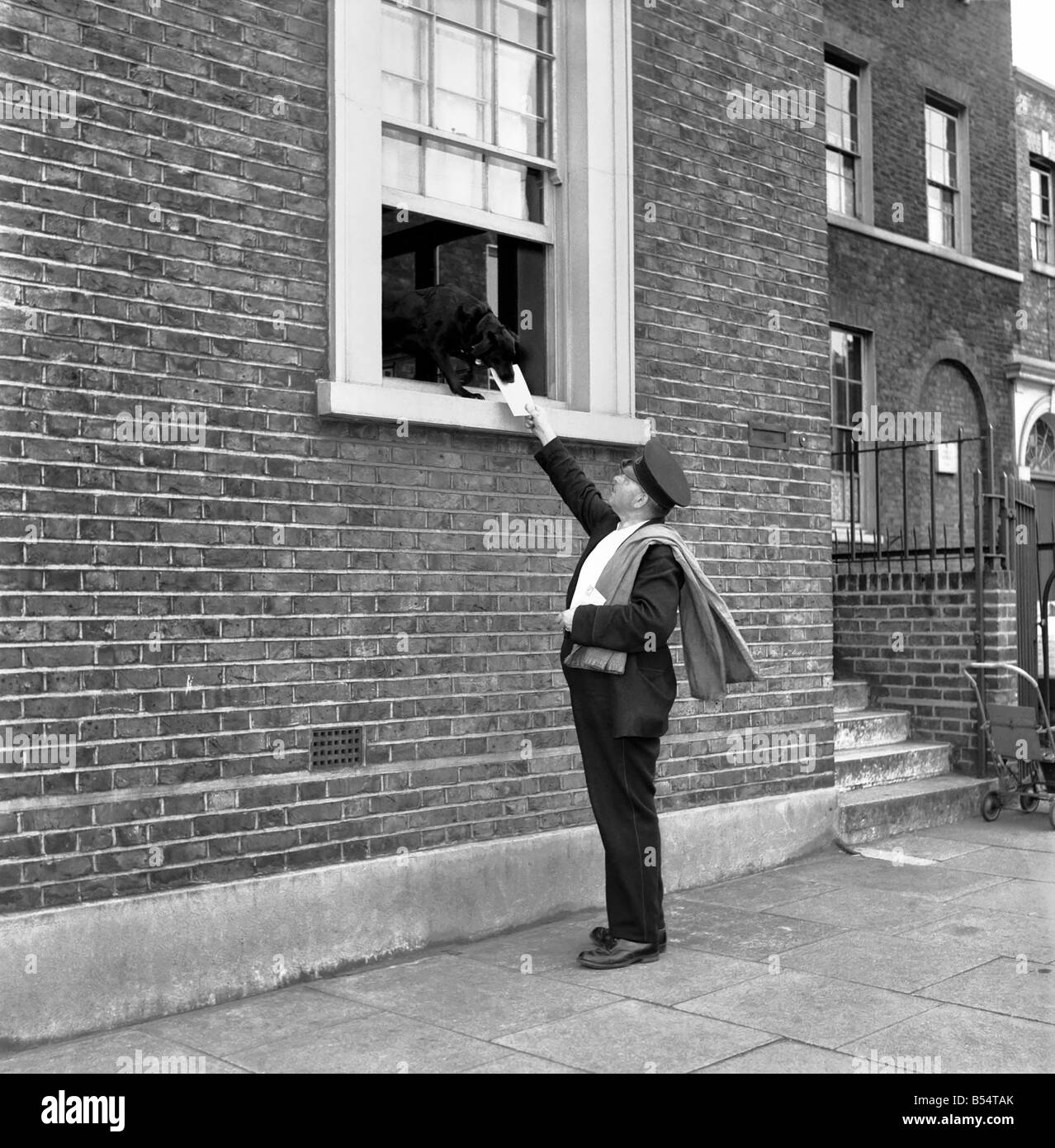 Animals Dogs: Black mongrel Susan who lives in a block of offices at 7, Bruce Grove, Tottenham, collects the mail from the postman every morning and delivers it to the correct office in the block. August 1953 D5105-002 Stock Photo