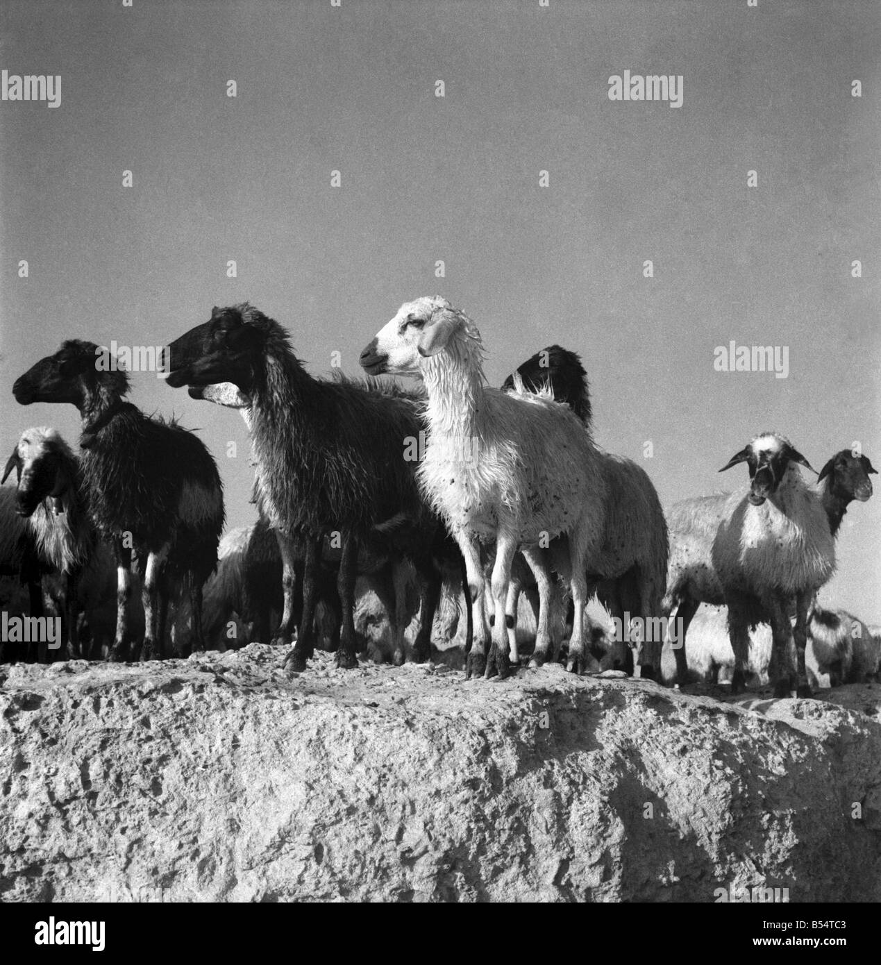 At the sea shore near the ruins of Salamis Cyprus the Shepherds drive their sheep into the sea