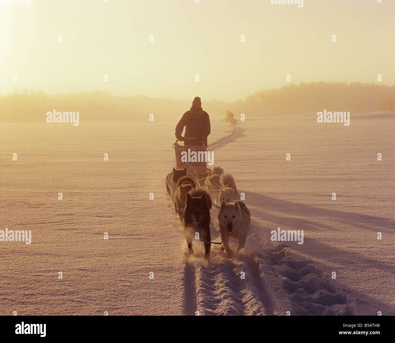 Sled dogs, huskies pulling sledge in drifting snow. Norway Stock Photo ...