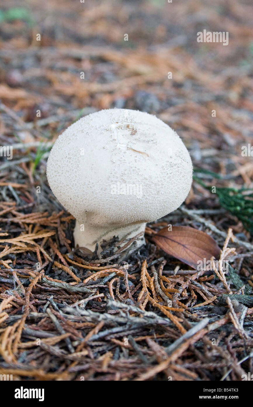 Puffball fungus in the division Basidiomycota Stock Photo