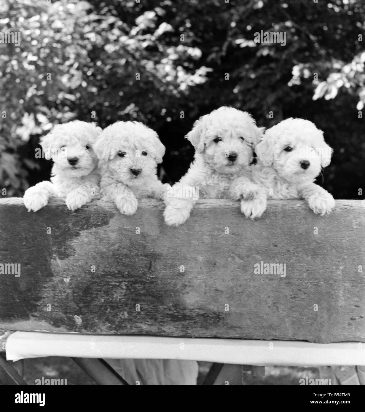 Animals Dogs Puppies A fine litter of white miniature poodle pups