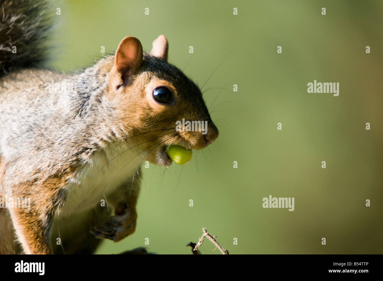 Squirrel with acorn hires stock photography and images Alamy