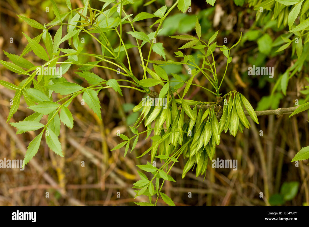 Narrow leaved Ash Fraxinus angustifolius in fruit Andalucia South west Spain Stock Photo