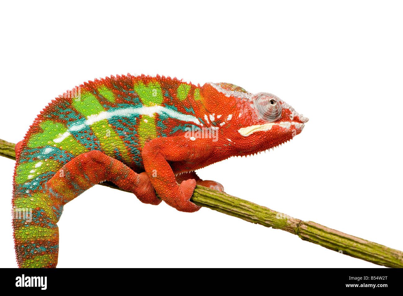 Chameleon Furcifer Pardalis Ambilobe 18 months in front of a white background Stock Photo