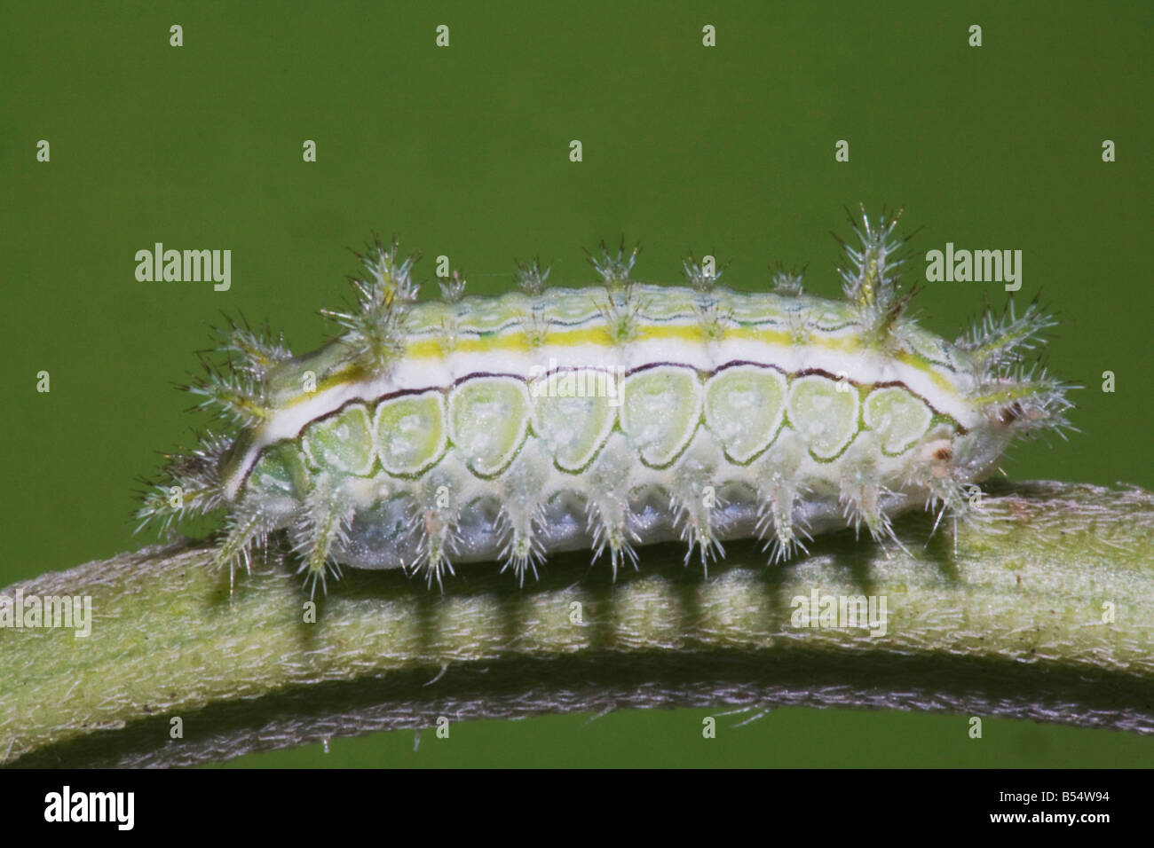 Moth Caterpillar Lepidoptera Sinton Corpus Christi Coastal Bend Texas USA Stock Photo