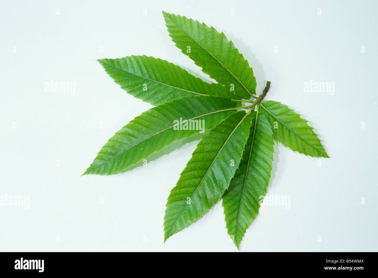 Spanish Chestnut, Sweet Chestnut (Castanea sativa), leaf, studio picture Stock Photo