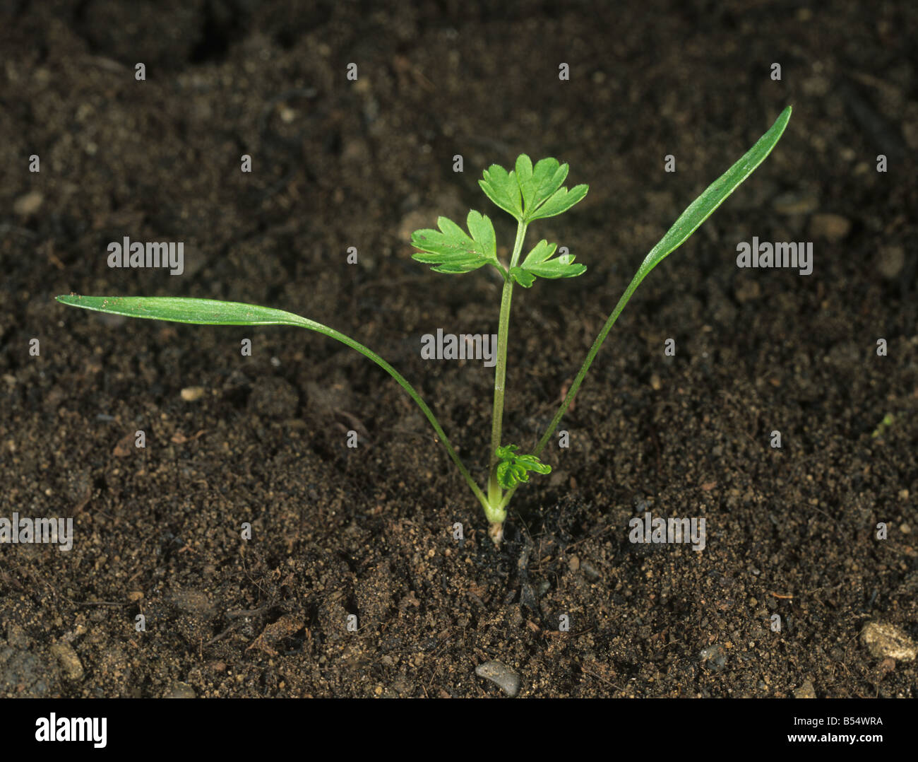 Parsley seedling hi-res stock photography and images - Alamy