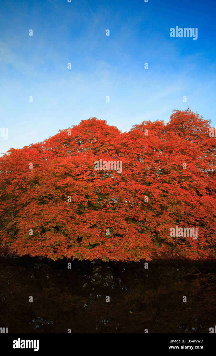 Red sky with trees hi-res stock photography and images - Alamy