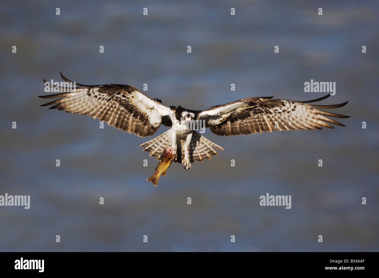 Osprey Pandion haliaetus adult in flight Yellowstone River Yellowstone National Park Wyoming USA Stock Photo