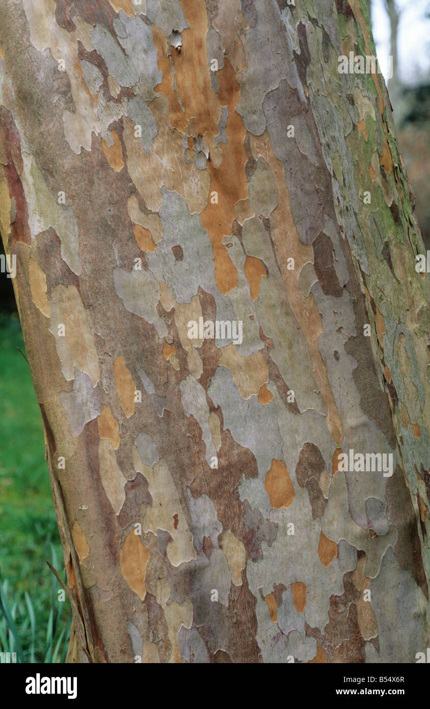 Ornamental tree Stewartia pseudocamellia patterned bark Stock Photo