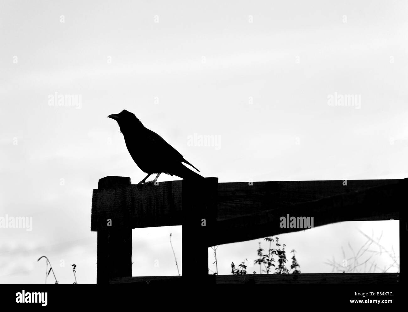 Bird On Fence Stock Photo