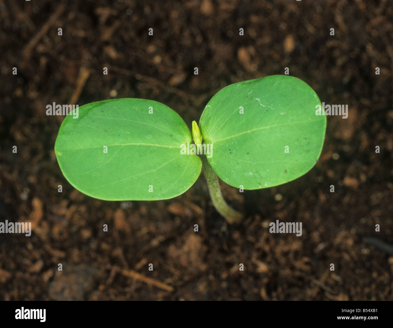 Sicklepod or Chinese senna Cassia obtusifolia seedling with cotyledons only Stock Photo