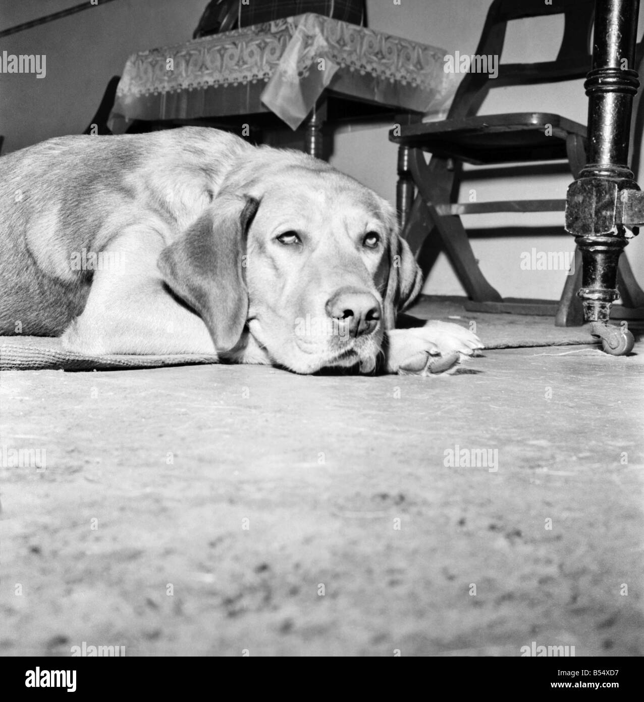 Sad looking dog lying on the floor September 1960 M4502001 Stock Photo