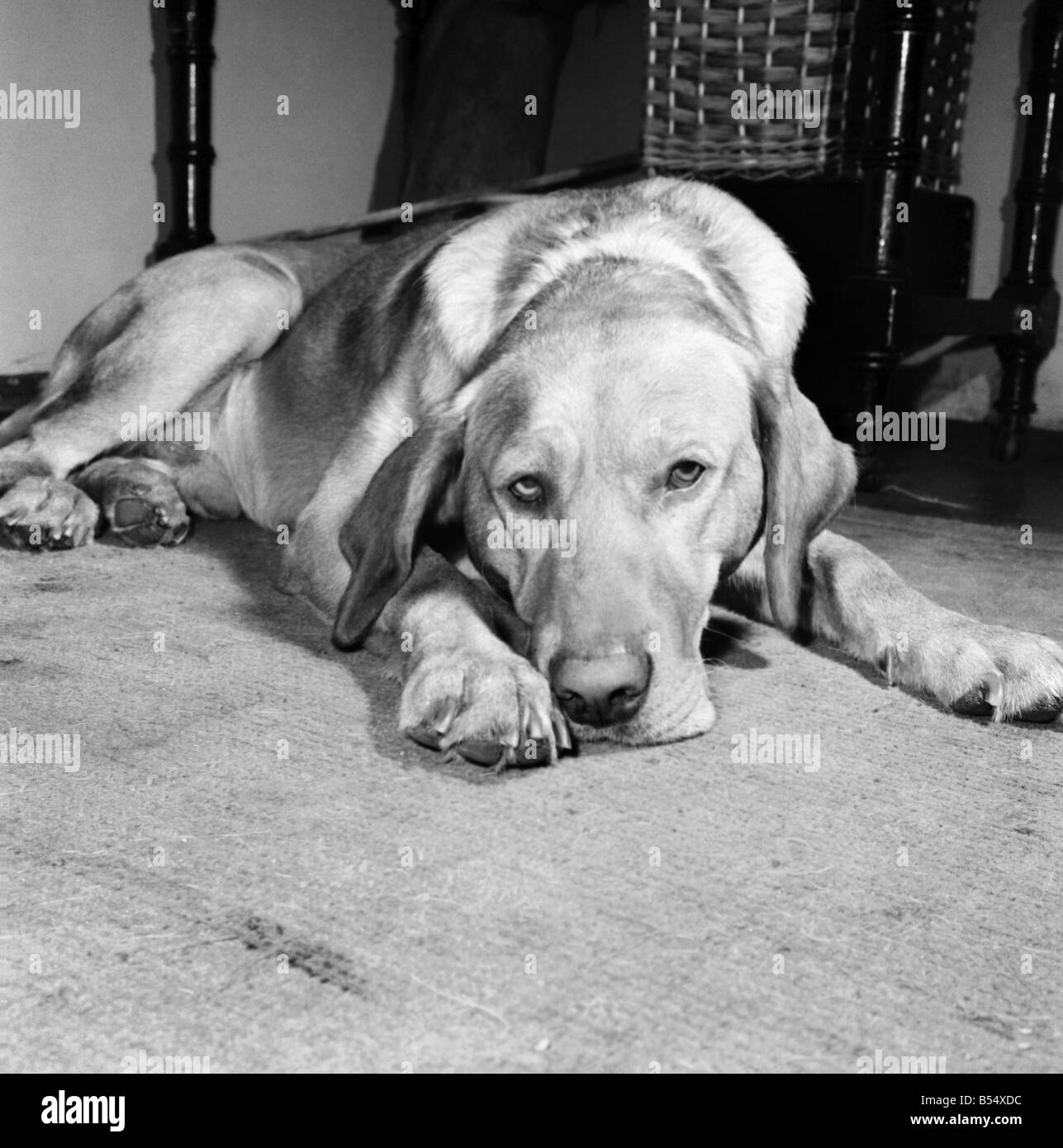 Sad looking dog lying on the floor September 1960 M4502004 Stock Photo