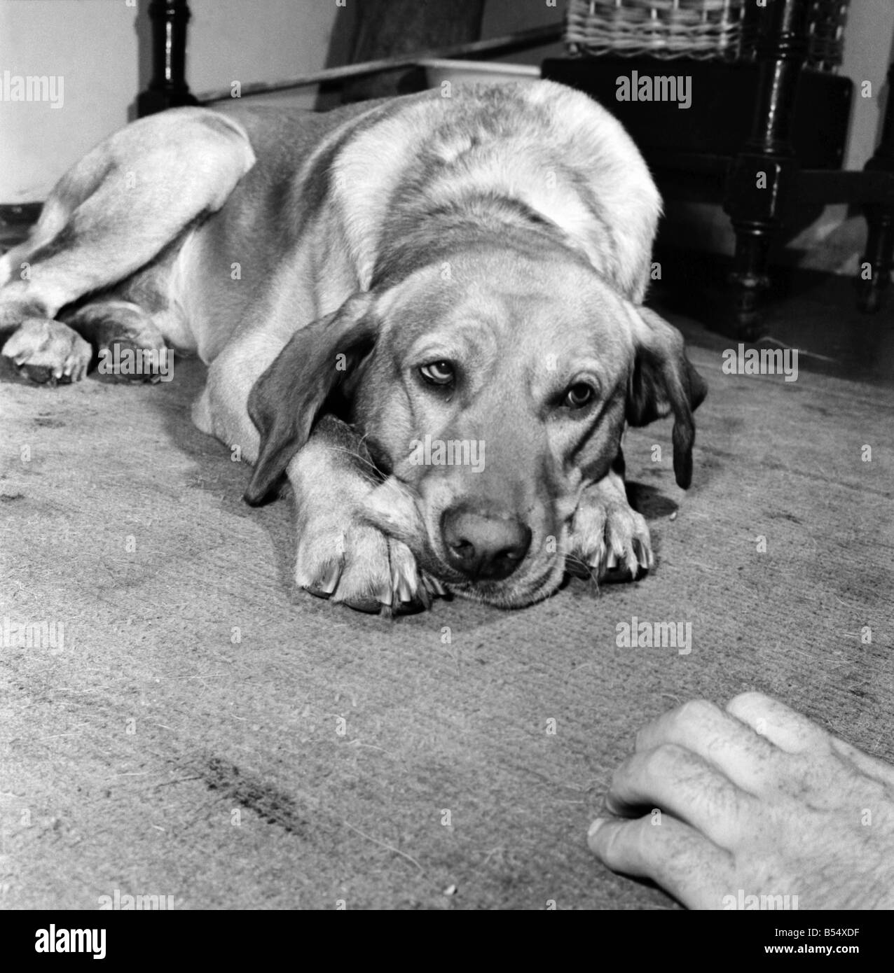 Sad looking dog lying on the floor September 1960 M4502007 Stock Photo