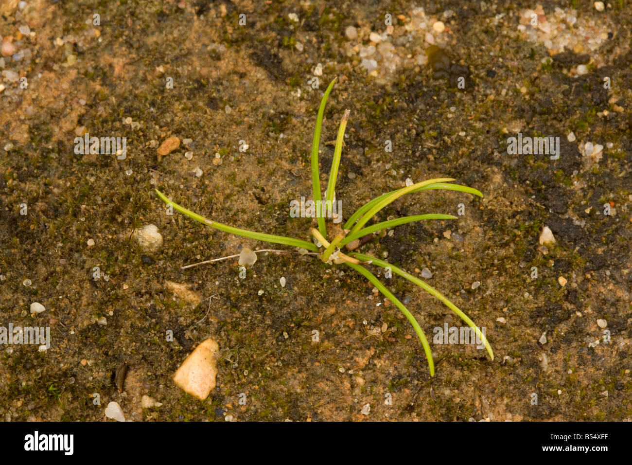 Durieu's Quillwort Isoetes durieui a tiny uncommon fern relative Andalucia South west Spain Stock Photo