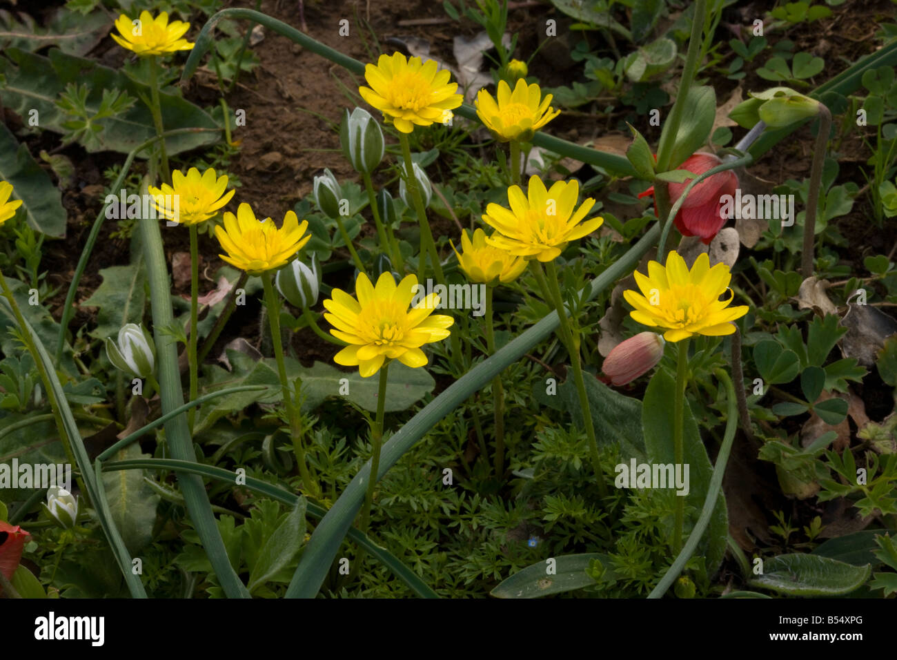 An endemic greek buttercup Ranunculus millii confined to the south Peloponnese Greece Stock Photo