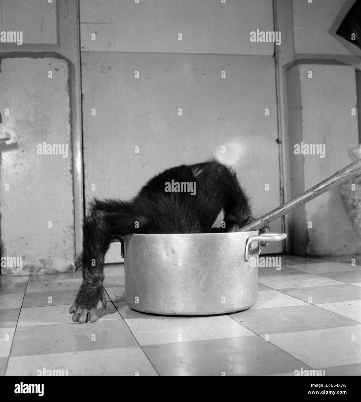 Animals: Apps and Monkeys: Freddie, a baby chimp, is making a real job of mixing the Christmas puddings-in and out of the mixing bowl is all part of the job to Freddie. The chimp arrived from West Africa and was reared in a home. He is 10 months old and is on view at Chester Zoo. December 1969 Z11862-001 Stock Photo