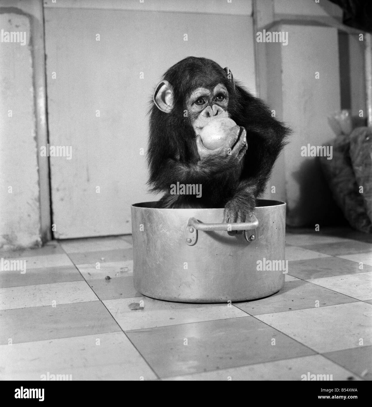 Animals: Apps and Monkeys: Freddie, a baby chimp, is making a real job of mixing the Christmas puddings-in and out of the mixing bowl is all part of the job to Freddie. The chimp arrived from West Africa and was reared in a home. He is 10 months old and is on view at Chester Zoo. December 1969 Z11862-002 Stock Photo