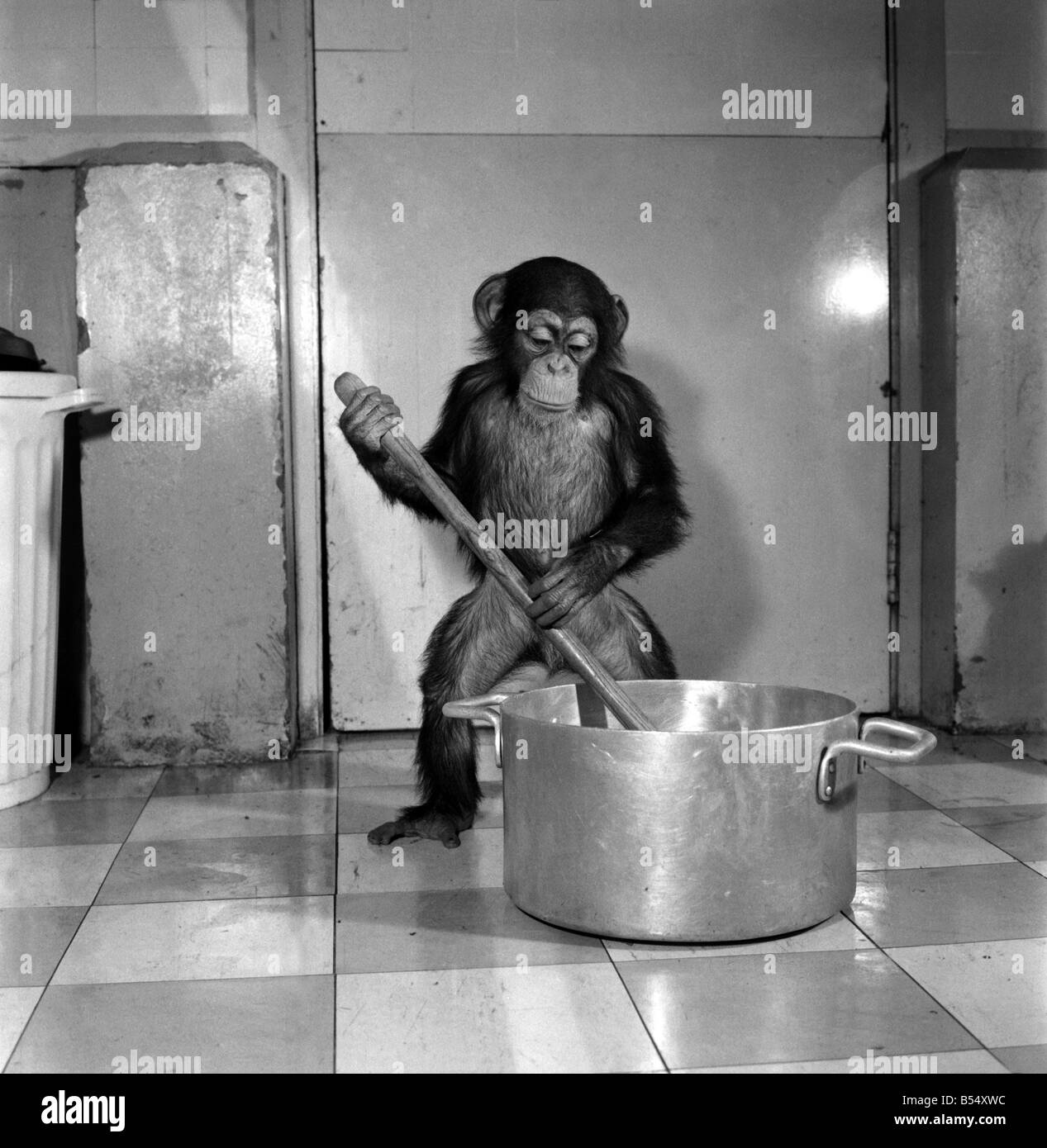 Animals: Apps and Monkeys: Freddie, a baby chimp, is making a real job of mixing the Christmas puddings-in and out of the mixing bowl is all part of the job to Freddie. The chimp arrived from West Africa and was reared in a home. He is 10 months old and is on view at Chester Zoo. December 1969 Z11862-003 Stock Photo
