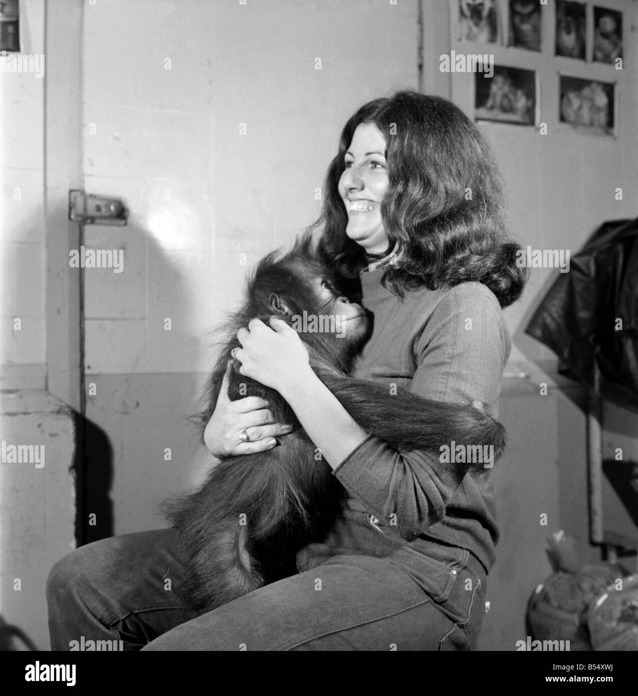 Animals: Apps and Monkeys: Freddie, a baby chimp, is making a real job of mixing the Christmas puddings-in and out of the mixing bowl is all part of the job to Freddie. The chimp arrived from West Africa and was reared in a home. He is 10 months old and is on view at Chester Zoo. December 1969 Z11862-006 Stock Photo