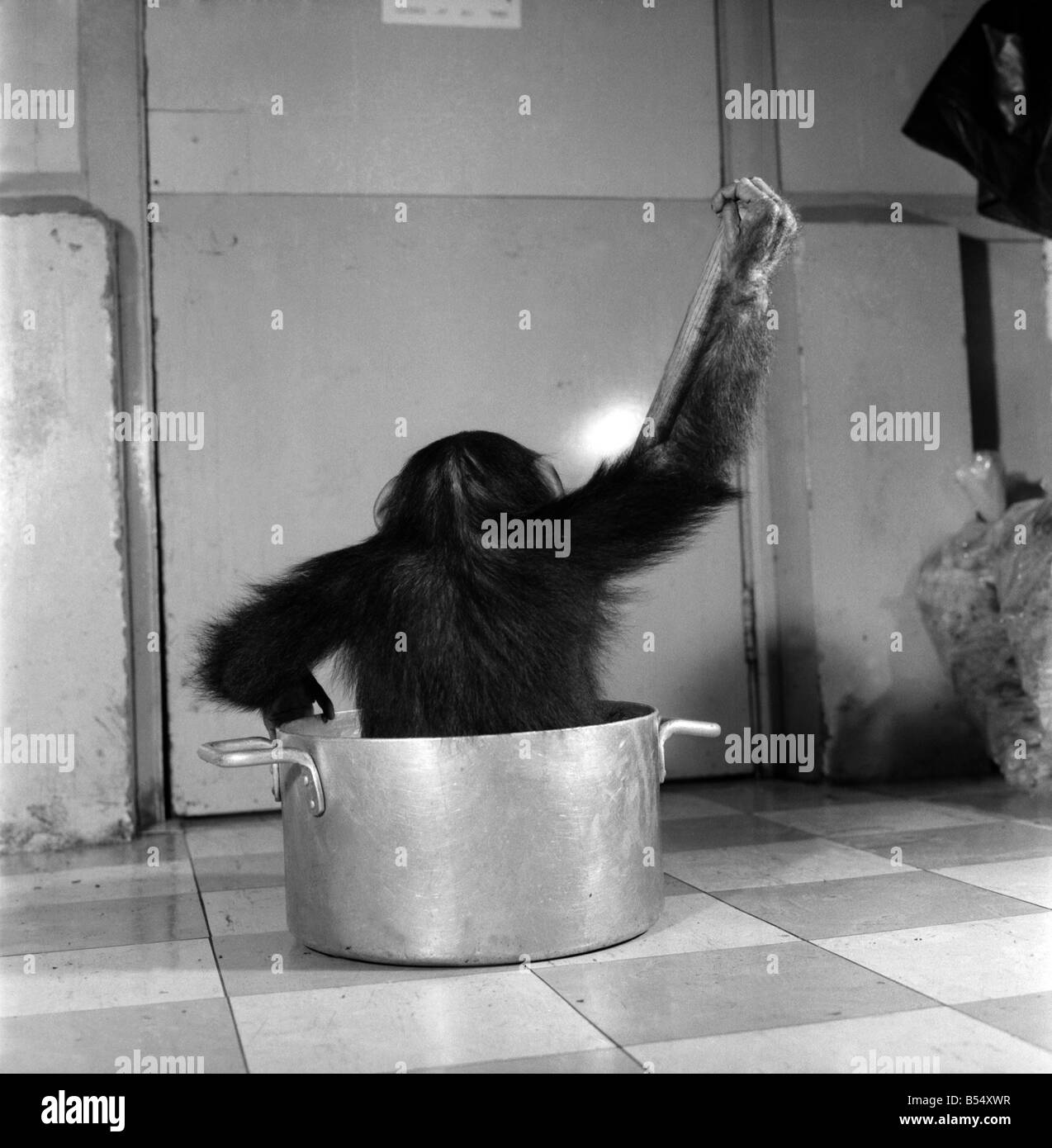 Animals: Apps and Monkeys: Freddie, a baby chimp, is making a real job of mixing the Christmas puddings-in and out of the mixing bowl is all part of the job to Freddie. The chimp arrived from West Africa and was reared in a home. He is 10 months old and is on view at Chester Zoo. December 1969 Z11862-008 Stock Photo