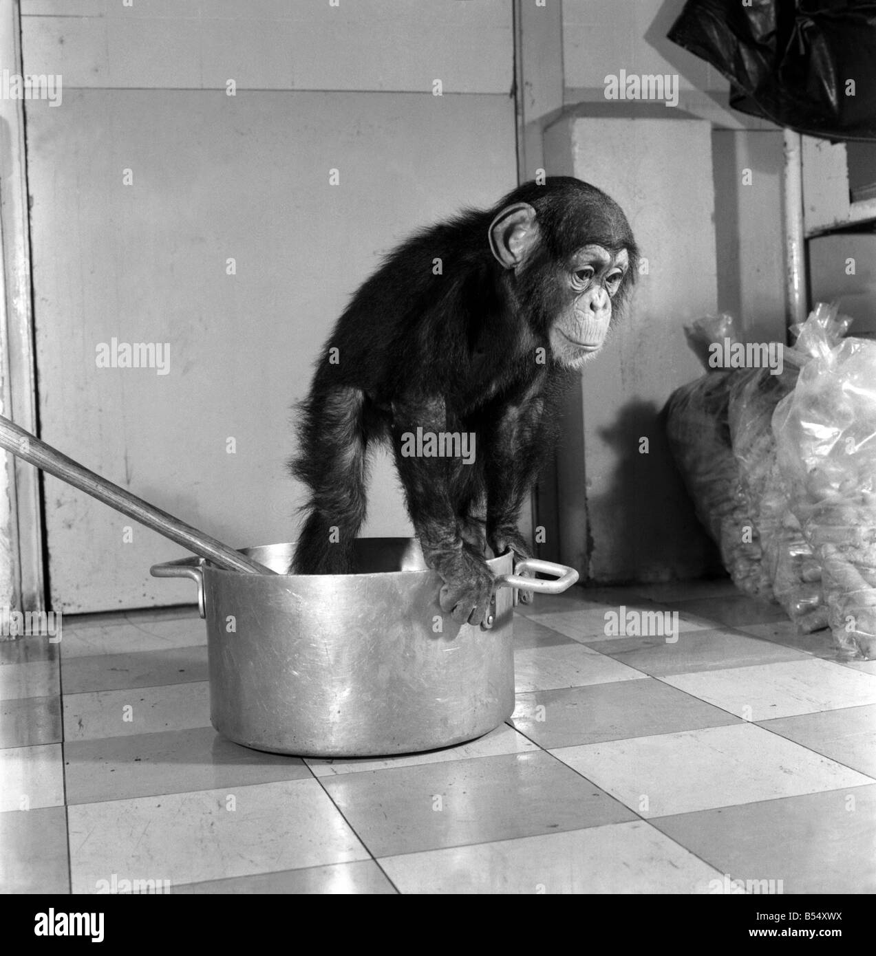 Animals: Apps and Monkeys: Freddie, a baby chimp, is making a real job of mixing the Christmas puddings-in and out of the mixing bowl is all part of the job to Freddie. The chimp arrived from West Africa and was reared in a home. He is 10 months old and is on view at Chester Zoo. December 1969 Z11862 Stock Photo