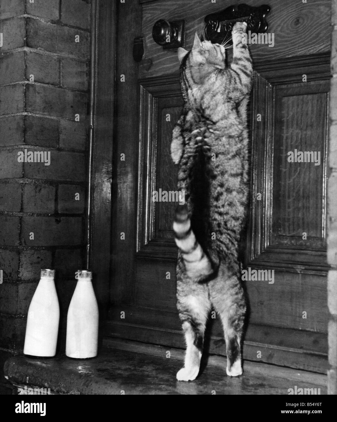 5 yrs old Georgie belonging to Mrs. Essen of Whickham Avenue, Dunston on Tyne after a night on the tiles, always believes in com Stock Photo