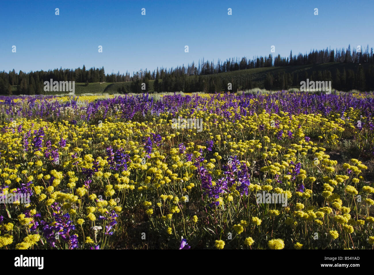 Wildflower Field Yellowstone National Park Wyoming USA Stock Photo Alamy