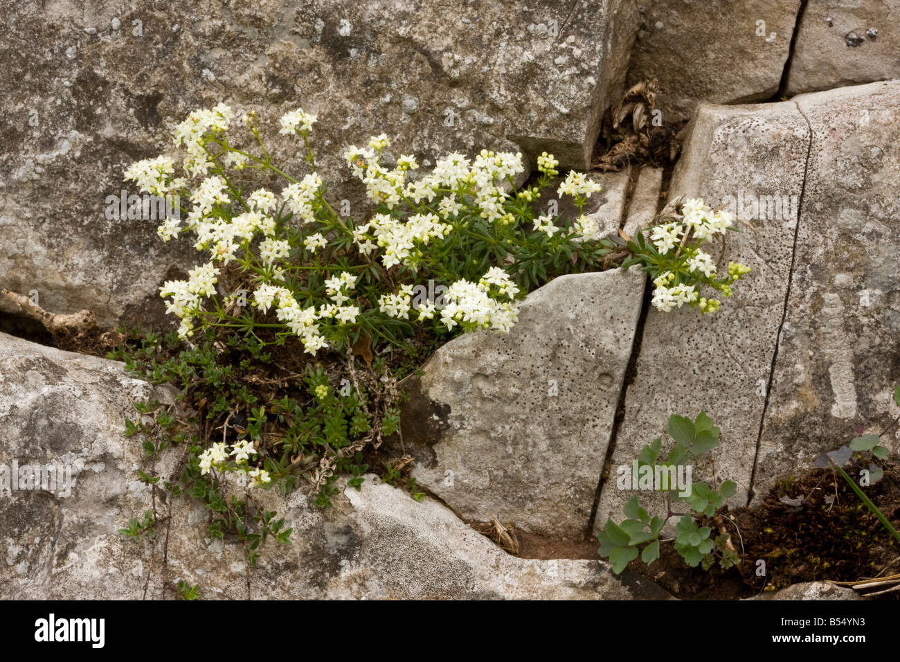 Slender Bedstraw Galium pumilum in limestone grassland at Cheddar Somerset Very close to Limestone Bedstraw Stock Photo