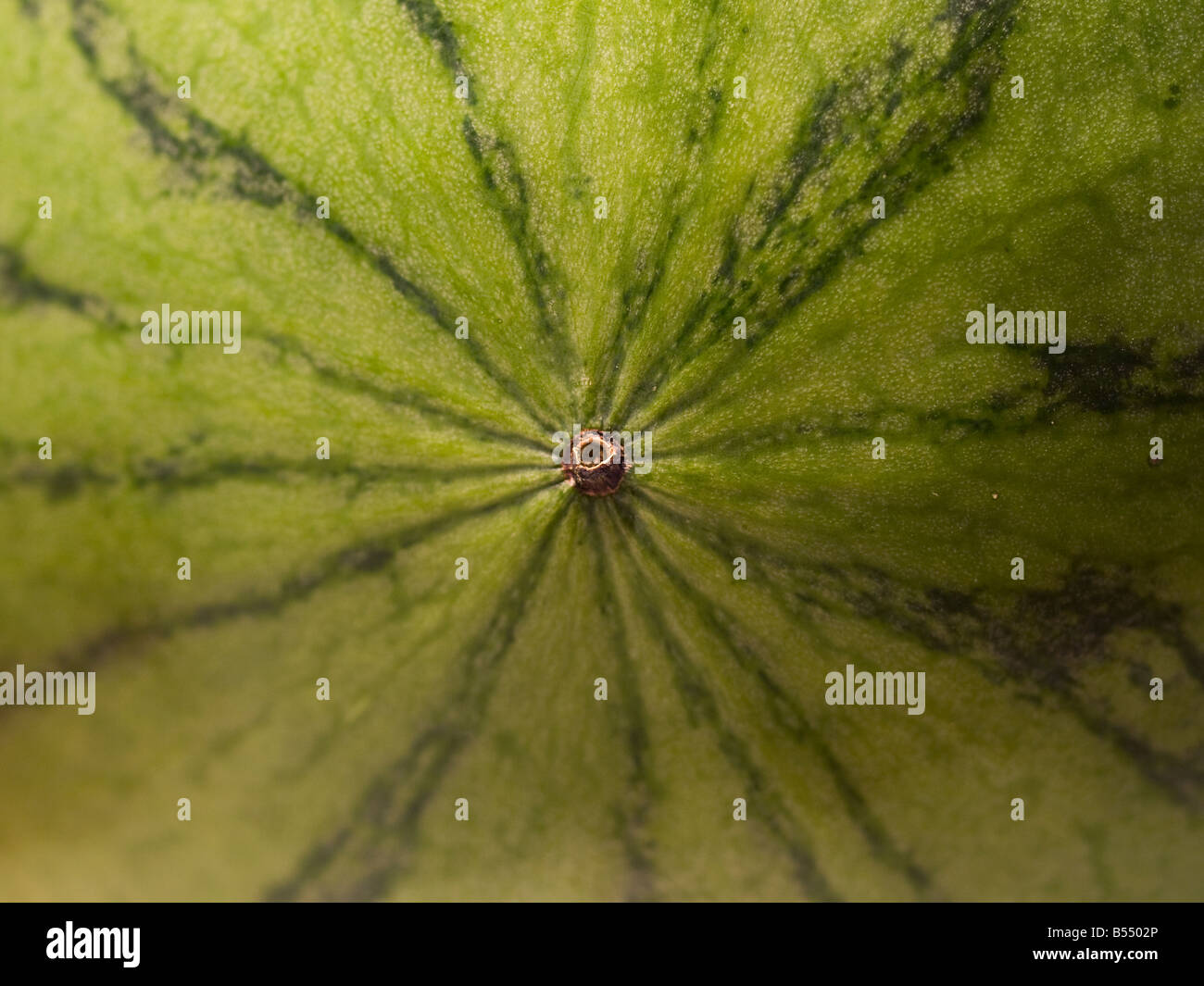 watermelon rind up close Stock Photo Alamy