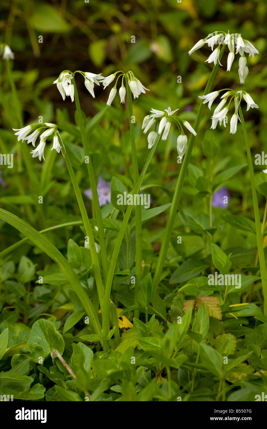 Three cornered leek Allium triquetrum widely naturalised in south west England Andalucia South west Spain Stock Photo