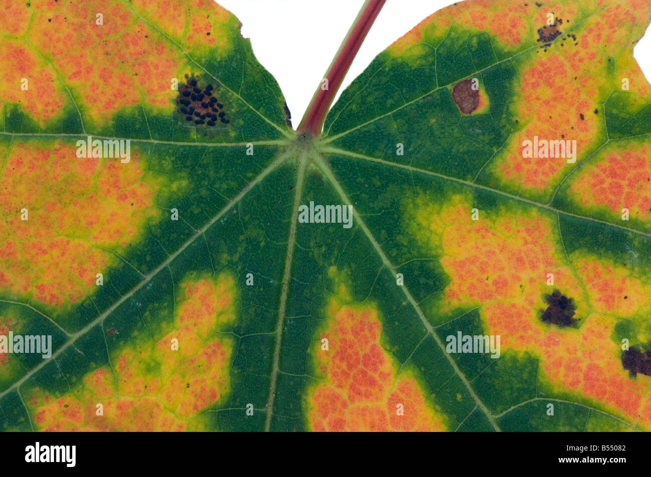 Maple Leaf Cut Out Stock Photo Alamy Maple leaf cut out stock photo alamy