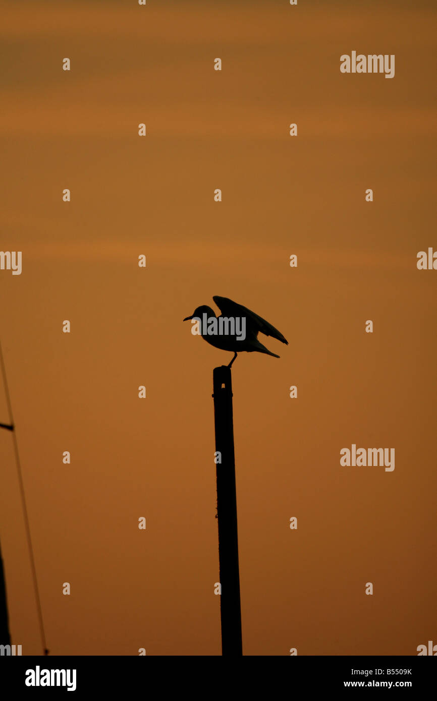Black headed gull Larus ridibundus sitting on a boats mast at sunset