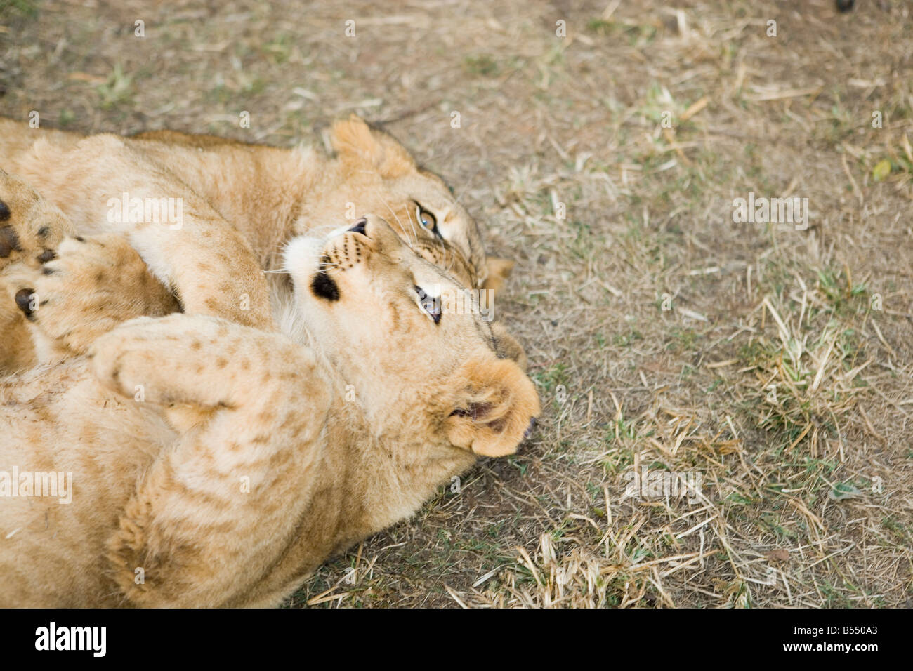 Africa lion cub biting hi-res stock photography and images - Alamy