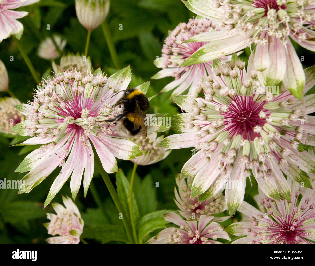 Masterwort Astrantia major with visiting Bumble bee Stock Photo