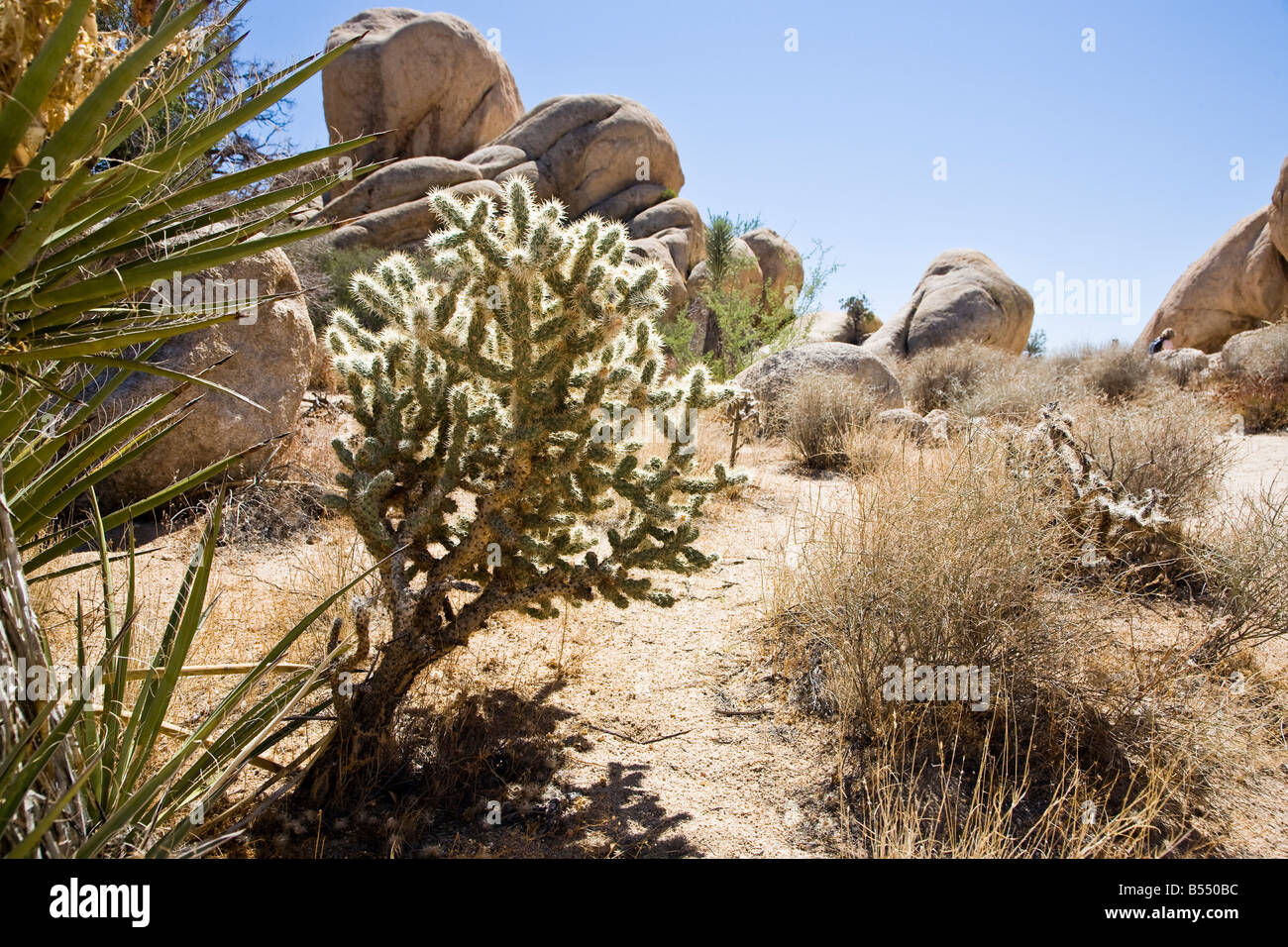 Cactus, Joshua Tree National Park in California, USA Stock Photo Alamy