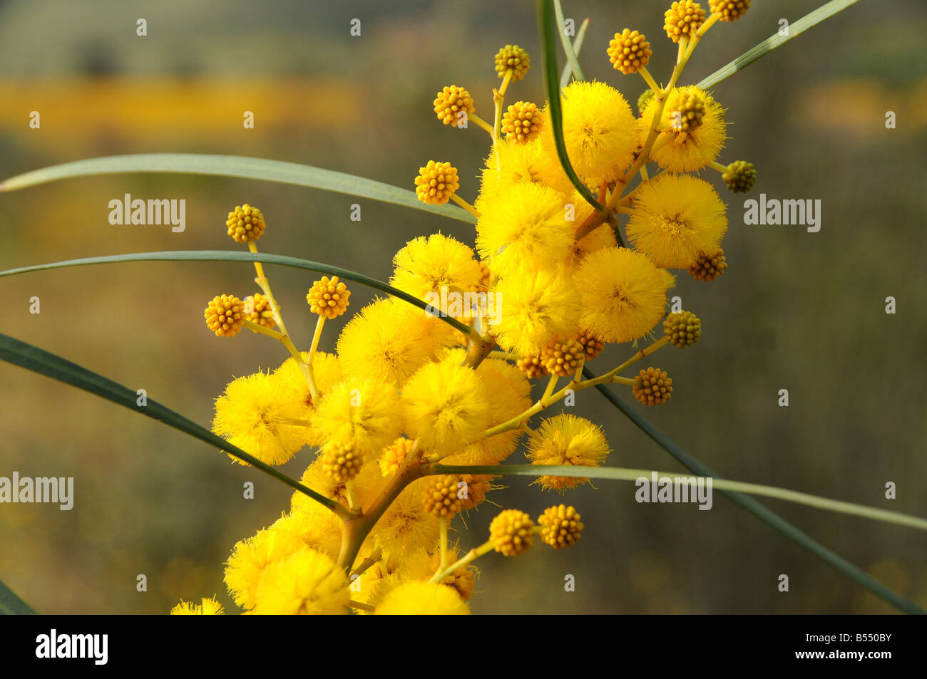 Acacia saligna flowering profusely with yellow balls of soft powdery puffs Stock Photo