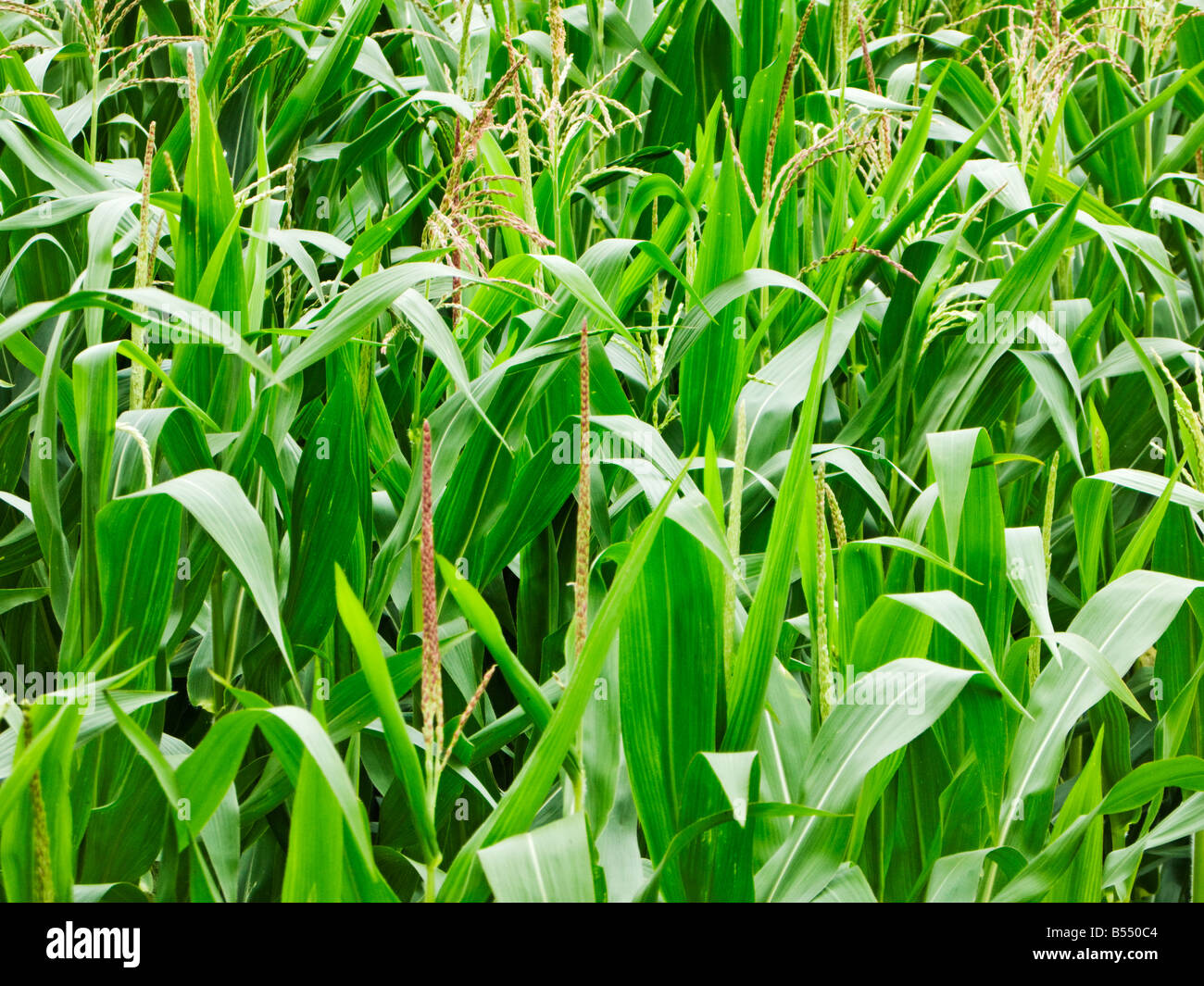 Maize plants in summer Stock Photo