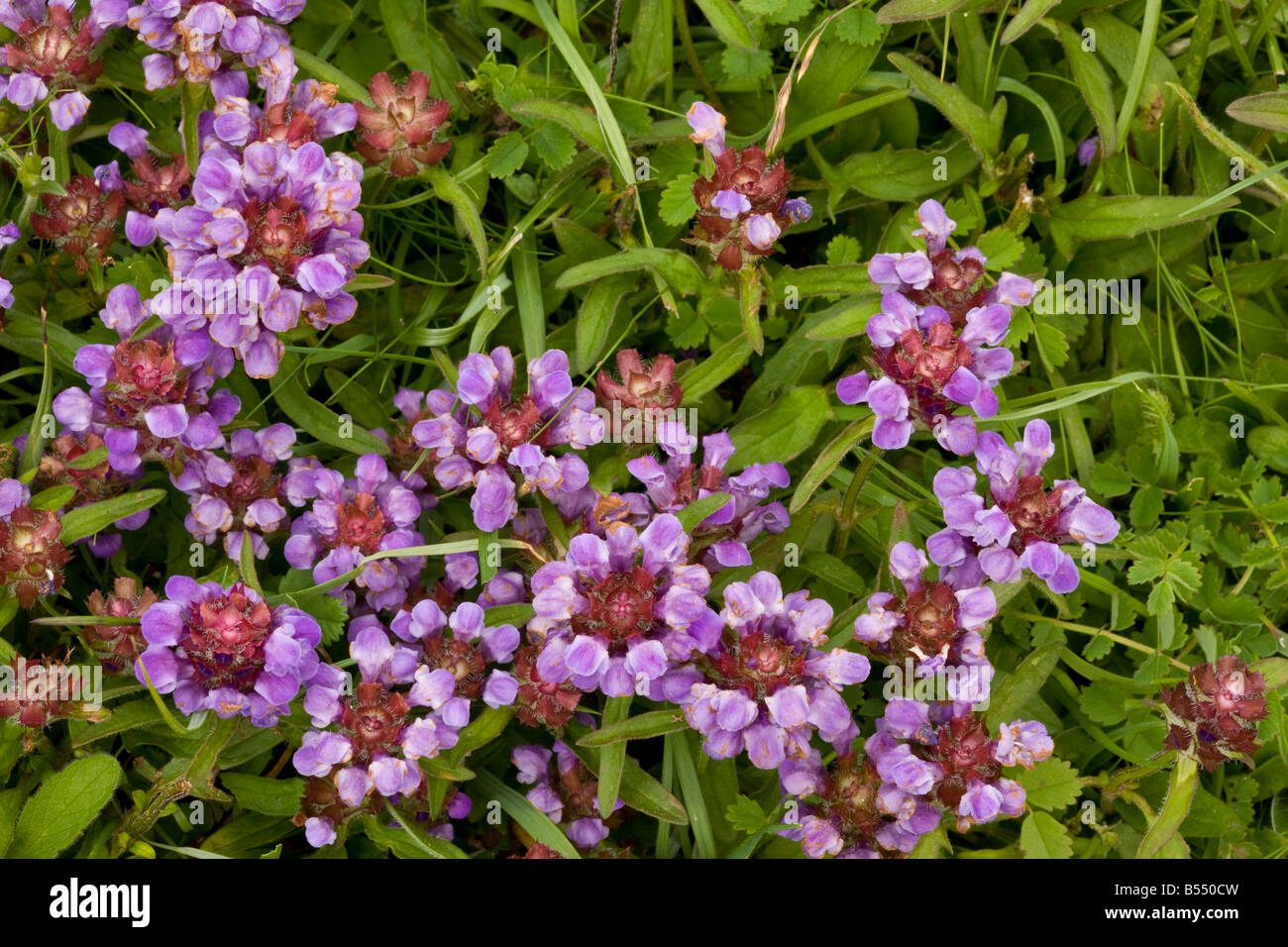 Common Self heal Prunella vulgaris in grassland Stock Photo