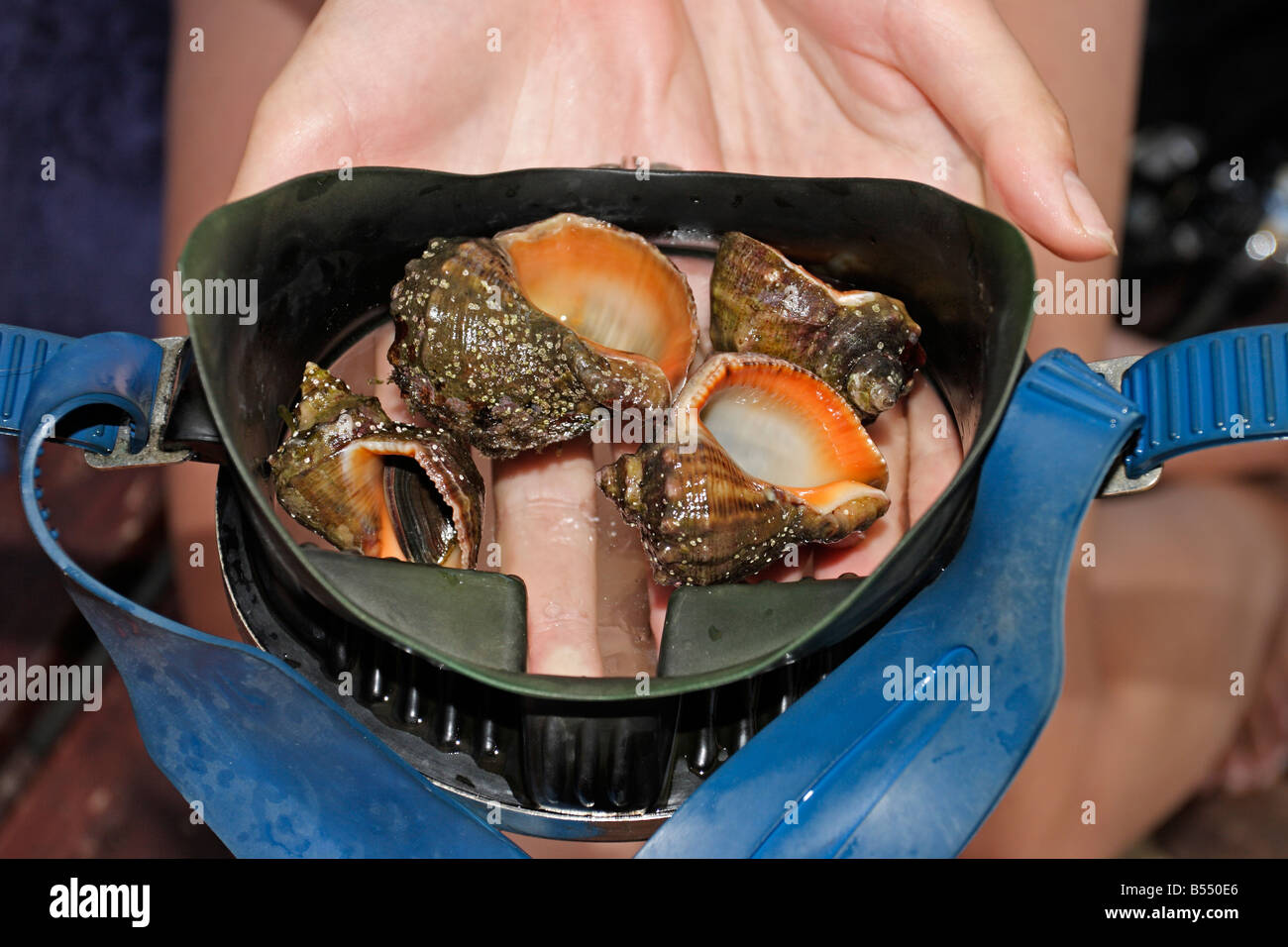 caught rapanasnails Stock Photo