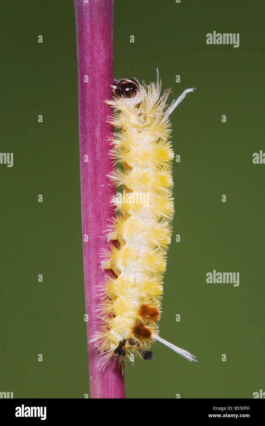 Moth Caterpillar Lepidoptera Sinton Corpus Christi Coastal Bend Texas USA Stock Photo