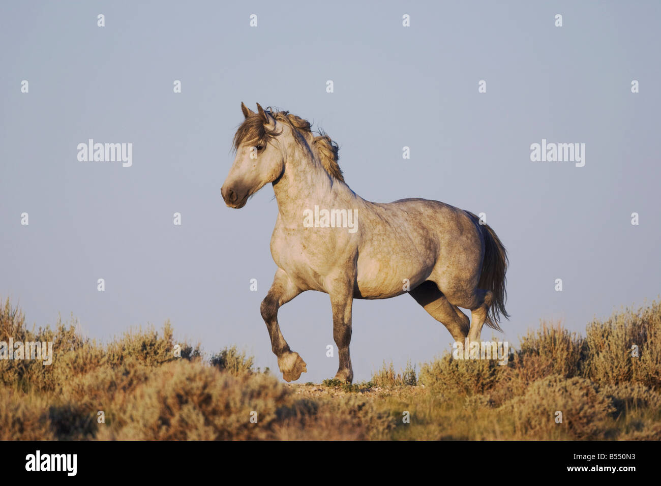 Mustang Horse Equus caballus adult Pryor Mountain Wild Horse Range Montana USA Stock Photo