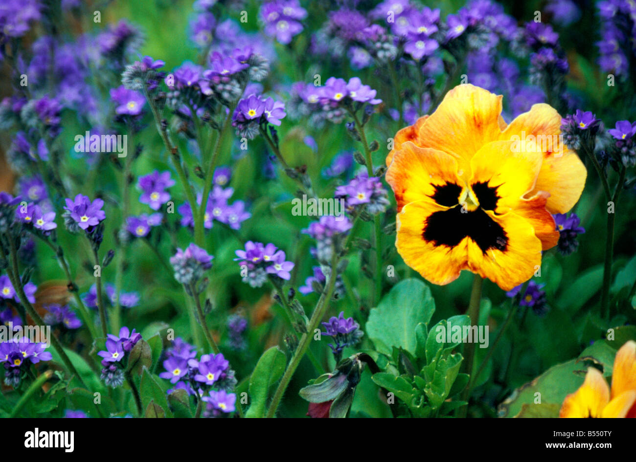 A flower border in a cottage garden with Viola with Myosotis Stock Photo