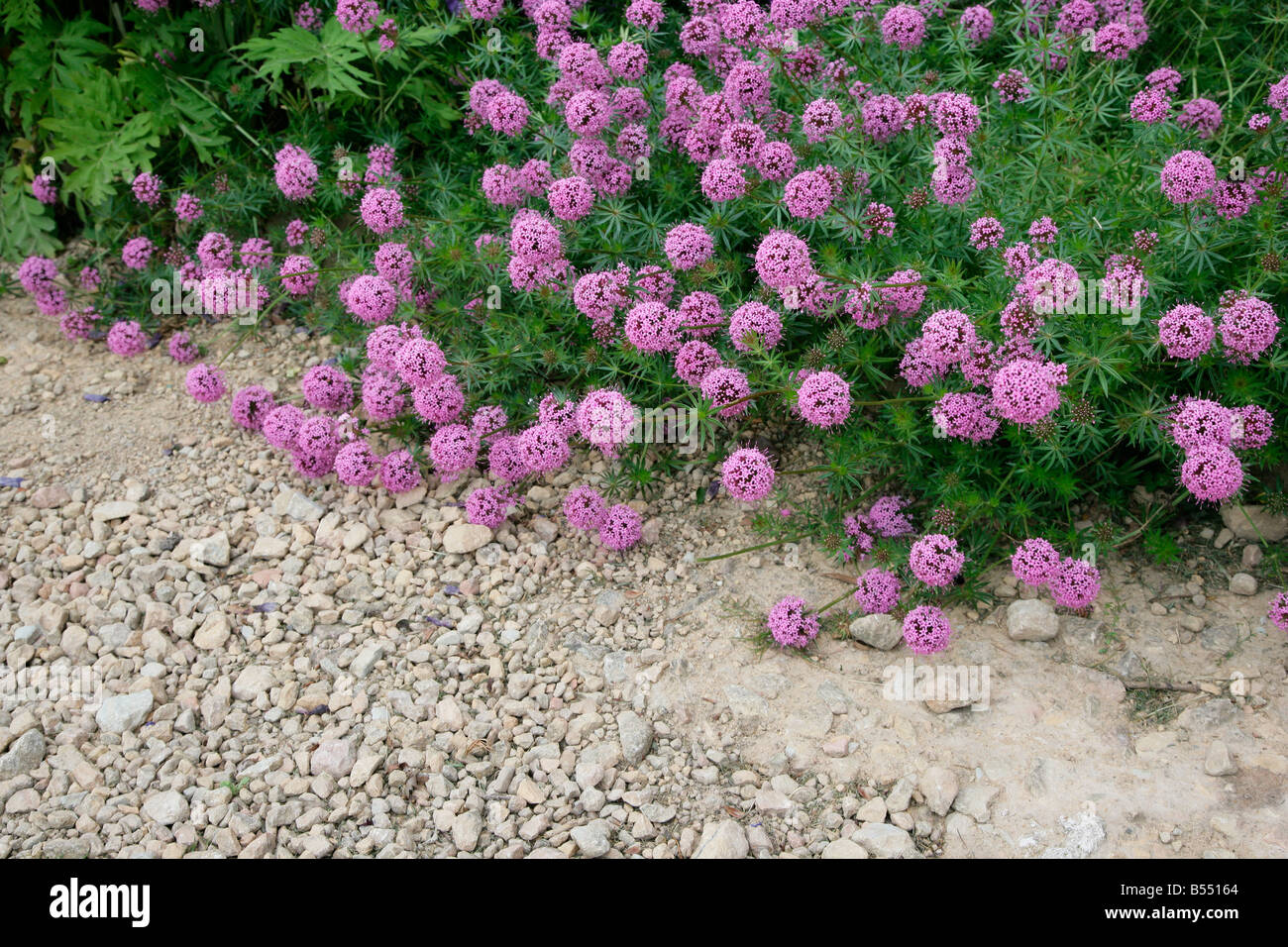 Phuopsis stylosa flowers spilling over a garden path Stock Photo
