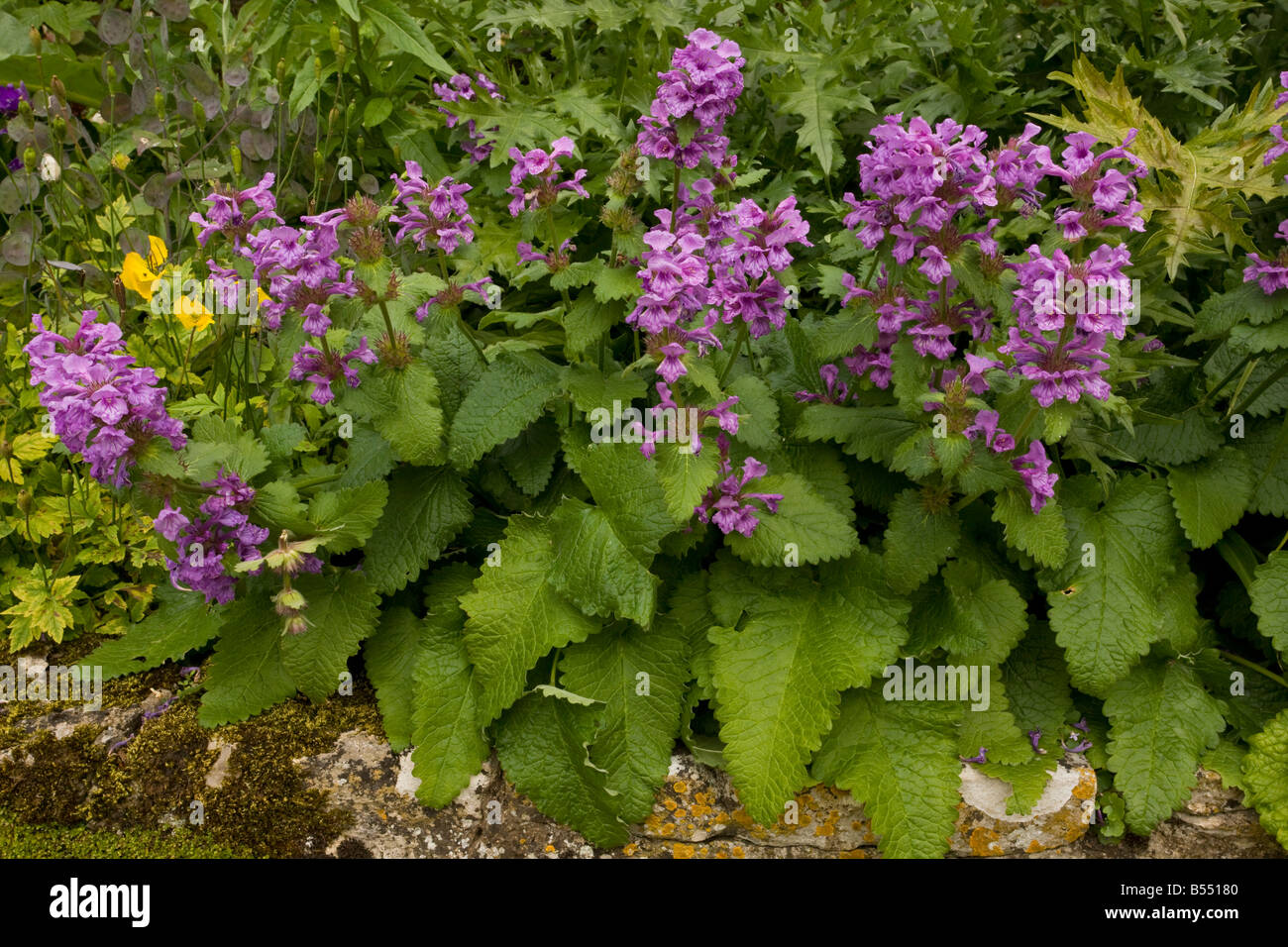 Big Betony Stachys grandiflora in flower border From Caucasus Stock Photo