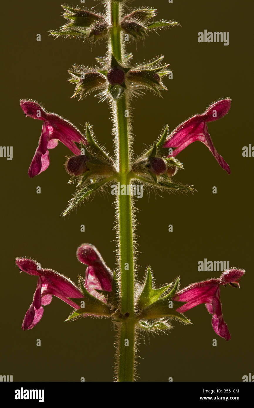 Hedge Woundwort Stachys sylvatica against the light Stock Photo
