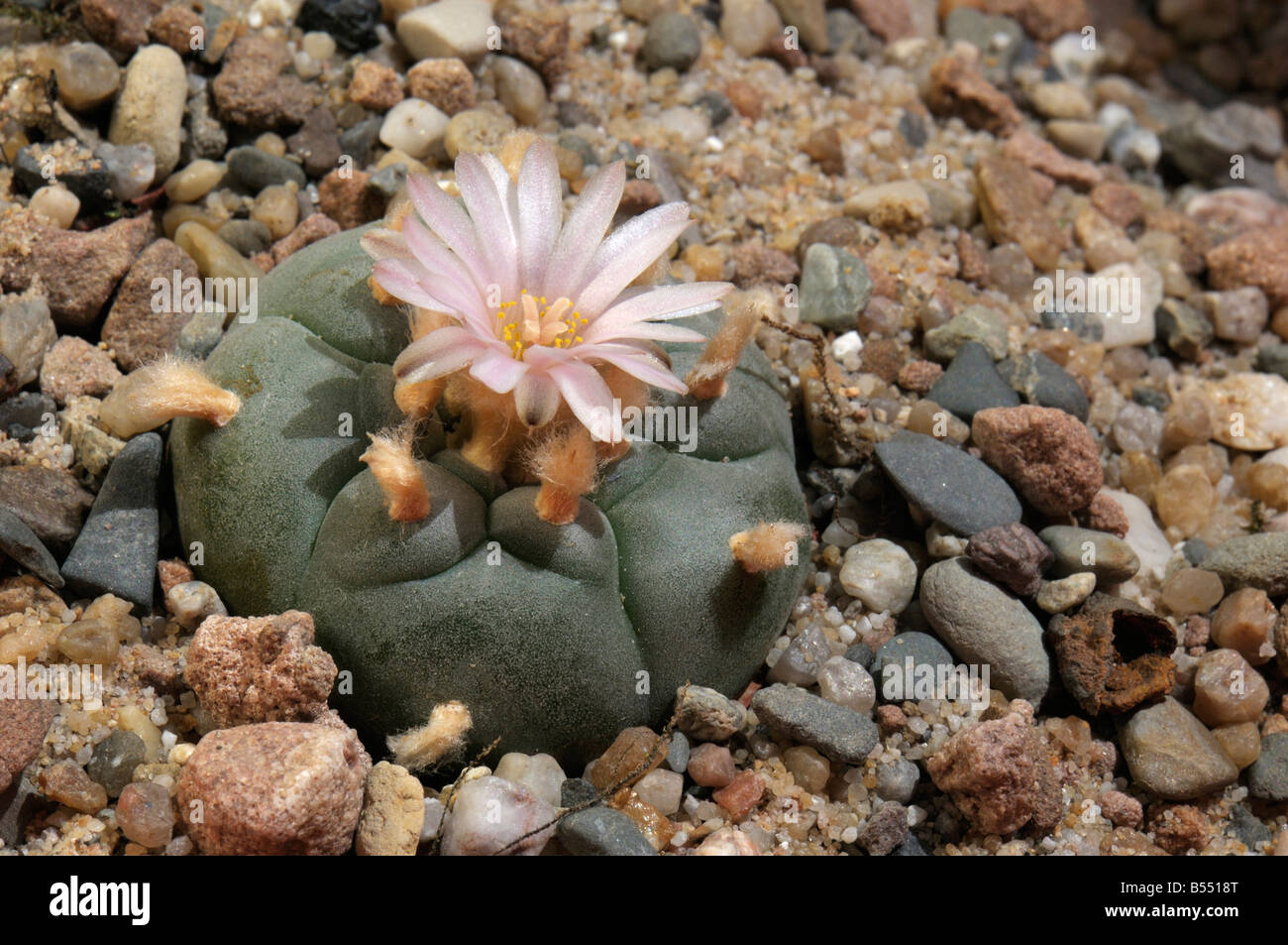 Peyote Mescal (Lophophora williamsii). flowering. Chewed for its hallugenetic effects Stock Photo