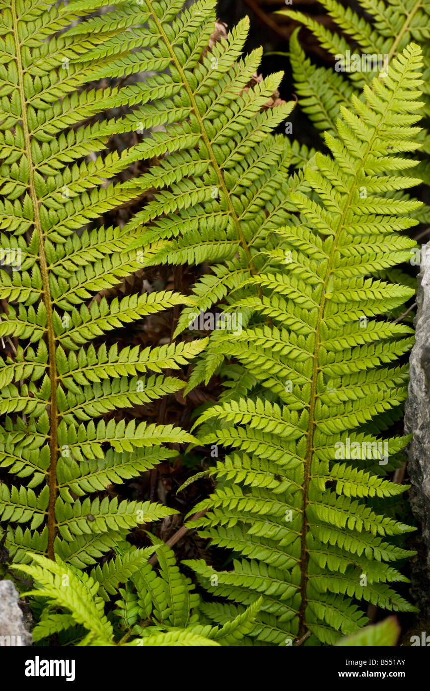 Hard Shield fern (Polystichum aculeatum) growing in a gryke in limestone pavement, Gait Barrows NNR, Cumbria, England, UK Stock Photo